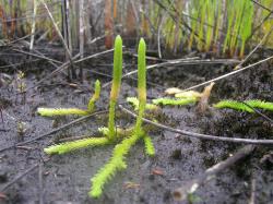 Lycopodiella serpentina. Mature plants with prostrate horizontal stems appressed to the ground, and unbranched aerial stems with unbranched terminal strobili.
 Image: L.R. Perrie © Te Papa CC BY-NC 4.0